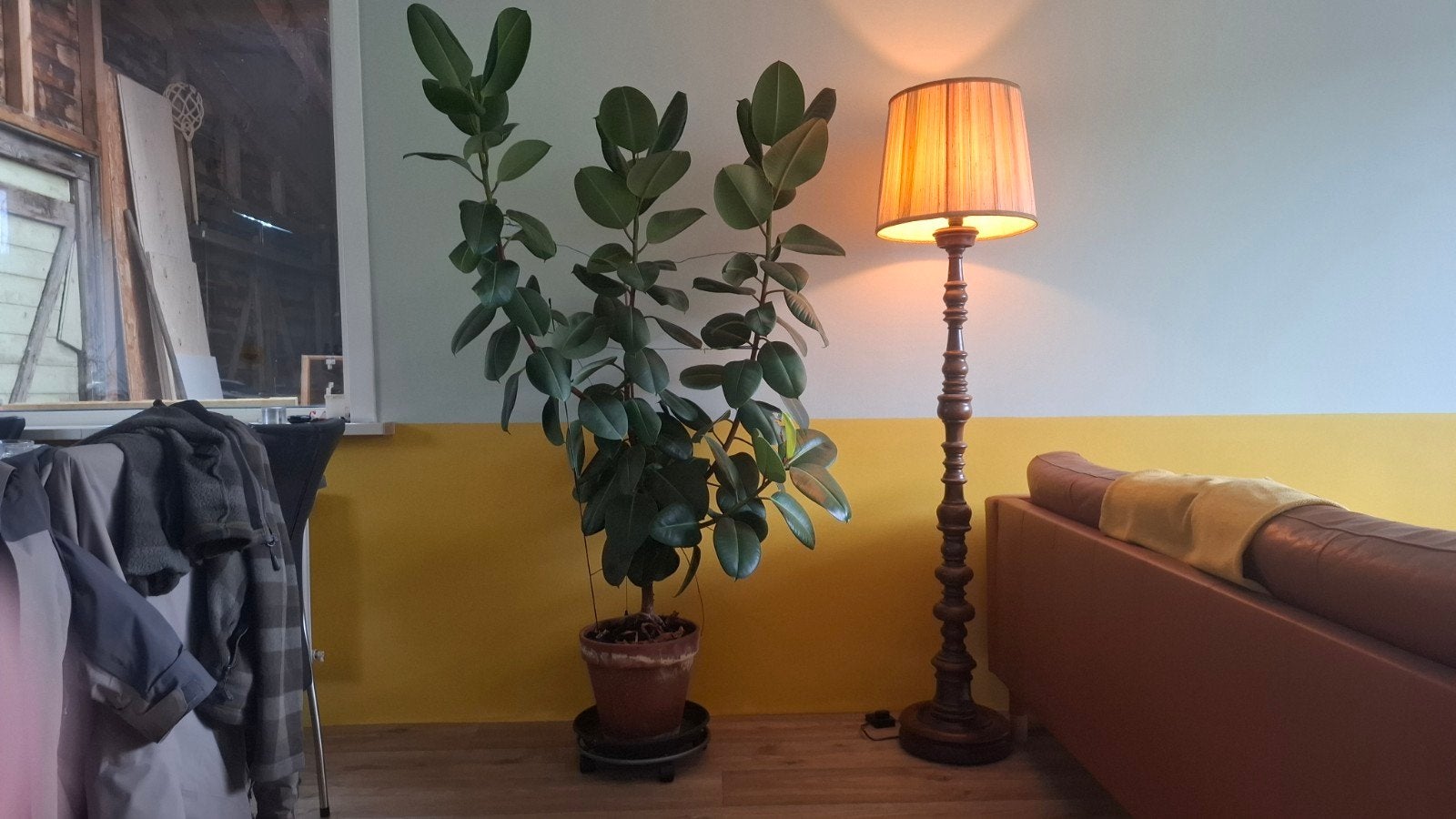 grote plant, rubberplant, kamerplant, Huis en Inrichting, Ophalen, Halfschaduw, In pot, 150 tot 200 cm