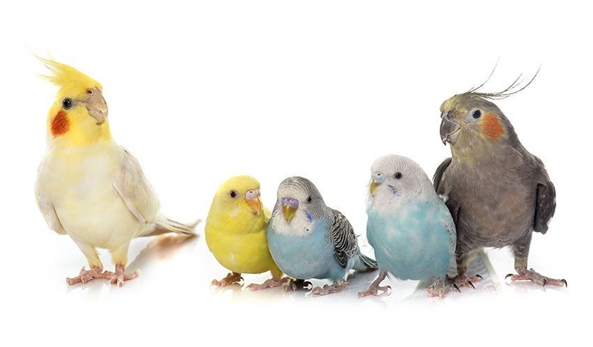 Volière vogels gratis bourke, valkparkieten parkieten, Dieren en Toebehoren, Meerdere dieren, Parkiet