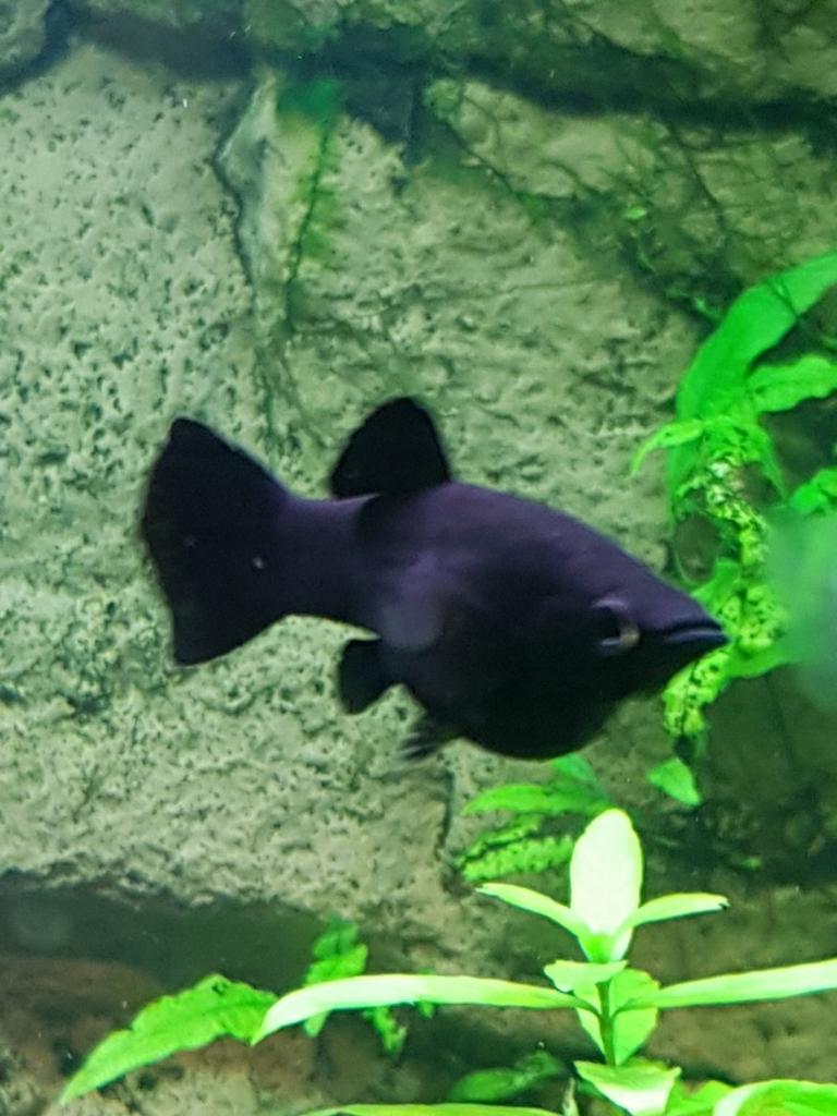 Mooie volwassen black mollys., Dieren en Toebehoren, Vis, Zoetwatervis