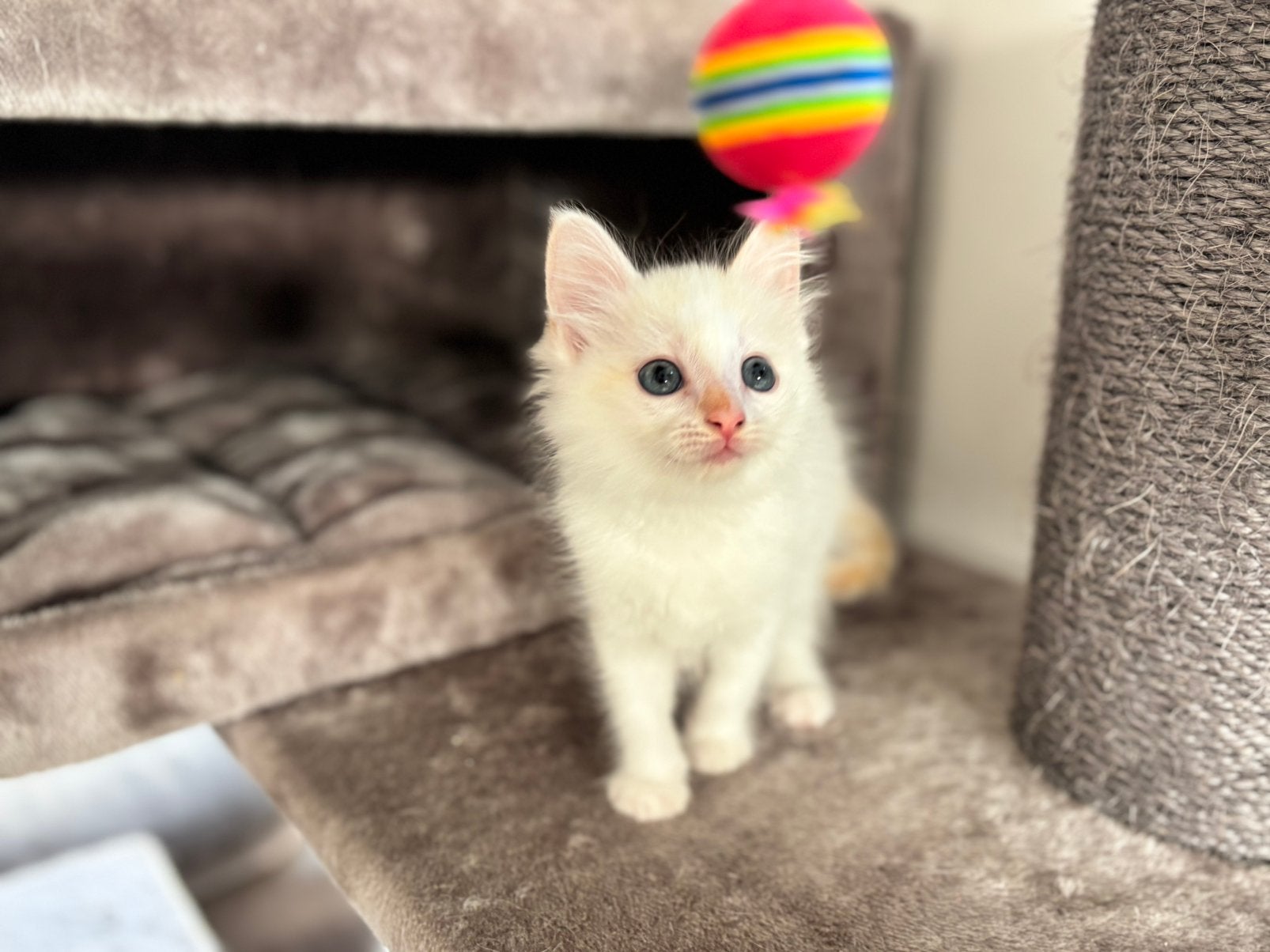 Witte Ragdoll kitten 10 weken (mag gelijk het nest verlaten), Dieren en Toebehoren, Meerdere dieren, Ontwormd