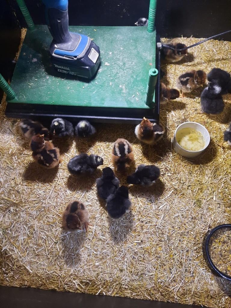 Kuikens Australorp, Dieren en Toebehoren, Meerdere dieren, Kip