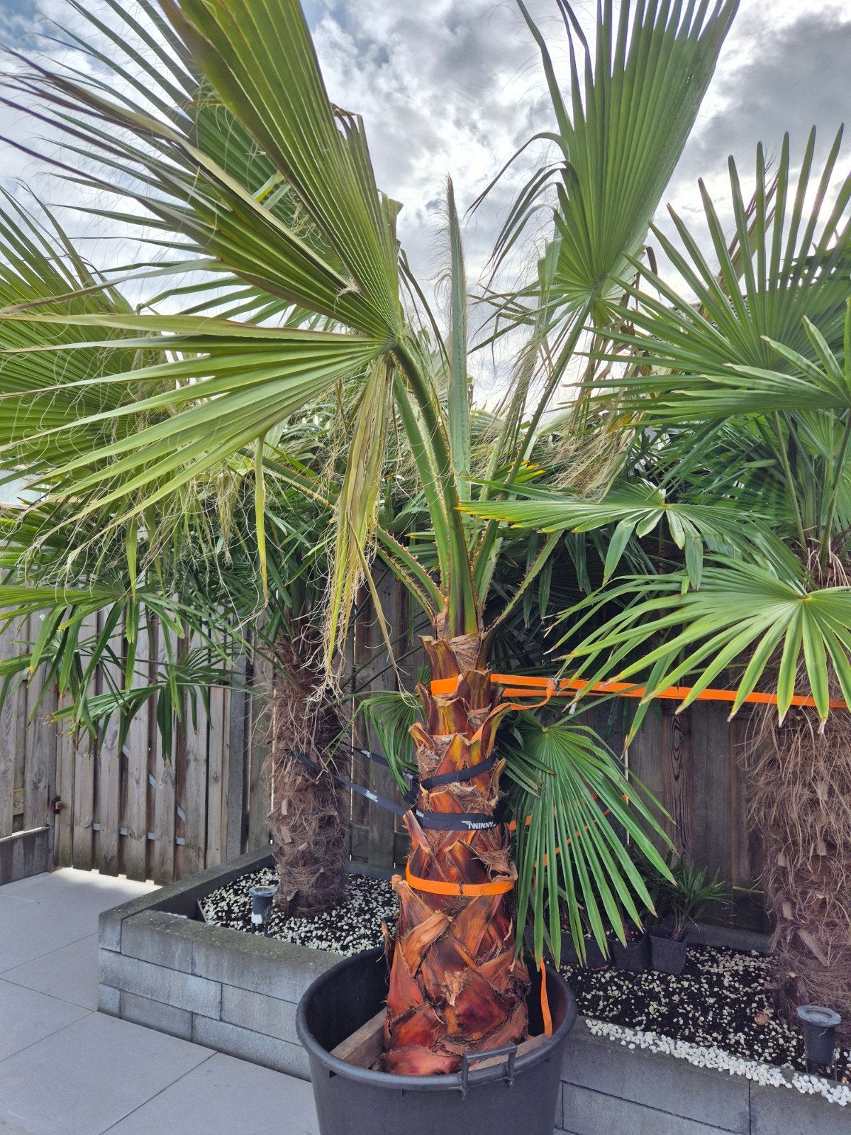 Palmen Washingtonia Robusta Mexicaanse waaierpalm, Tuin en Terras, Planten | Bomen, Overige soorten, 100 tot 250 cm, Zomer, Ophalen
