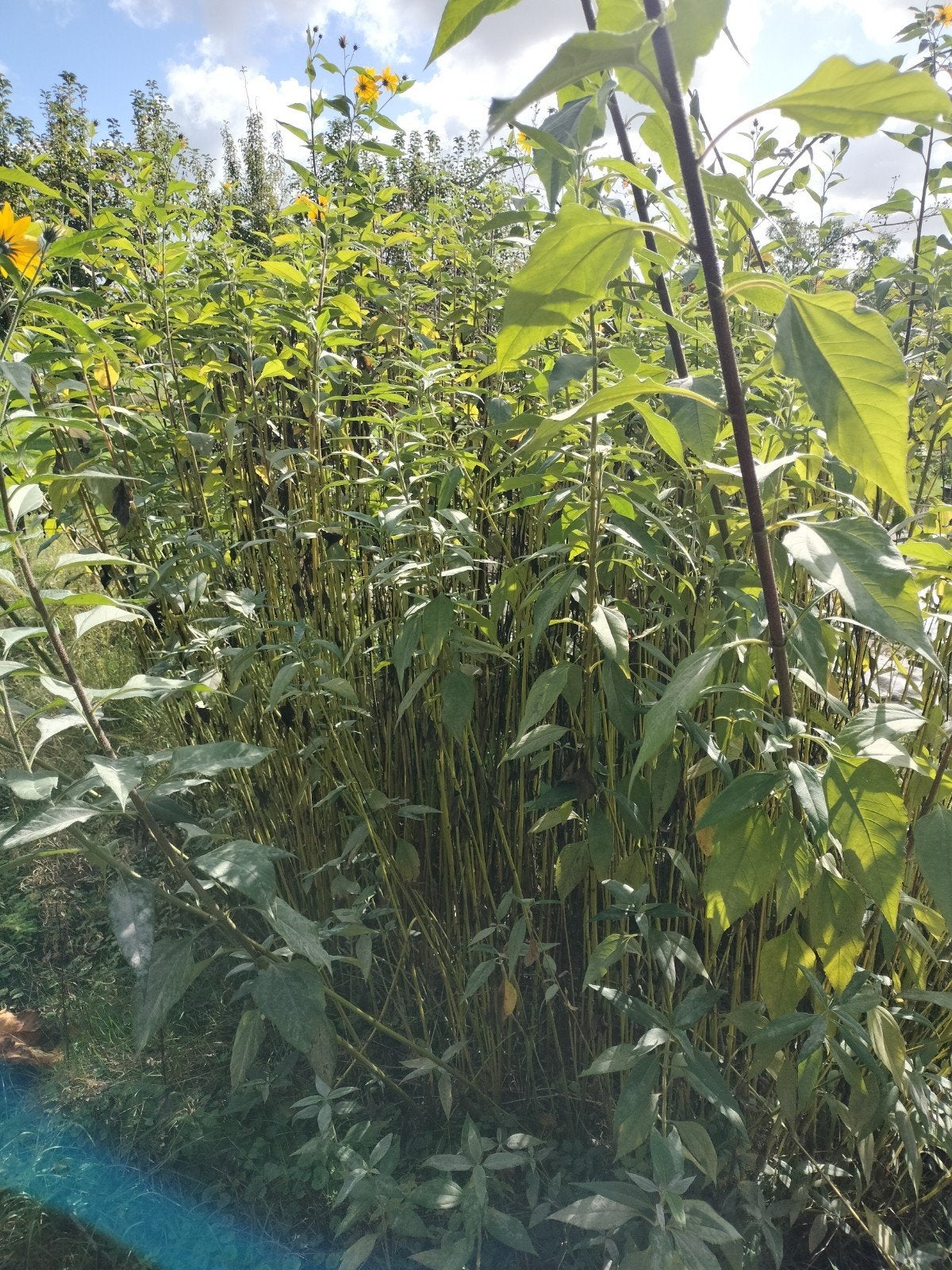 Aardpeer knollen - Helianthus tuberosus, Ophalen, Volle zon, Herfst, Groenteplanten