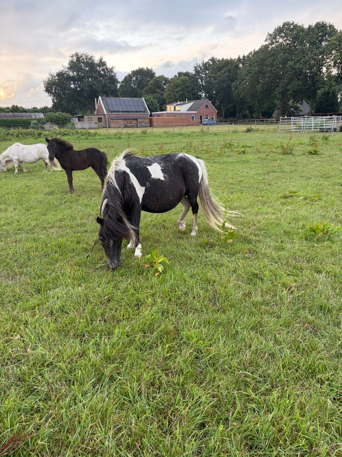 Pintaloosa merrie met merrie veulen!, Merrie, A pony (tot 1.17m), Onbeleerd, Gechipt