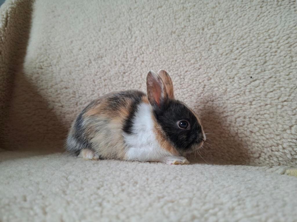 2 lieve driekleur dwergkonijn rammetjes, Dieren en Toebehoren, Konijnen, Mannelijk, Dwerg, 0 tot 2 jaar