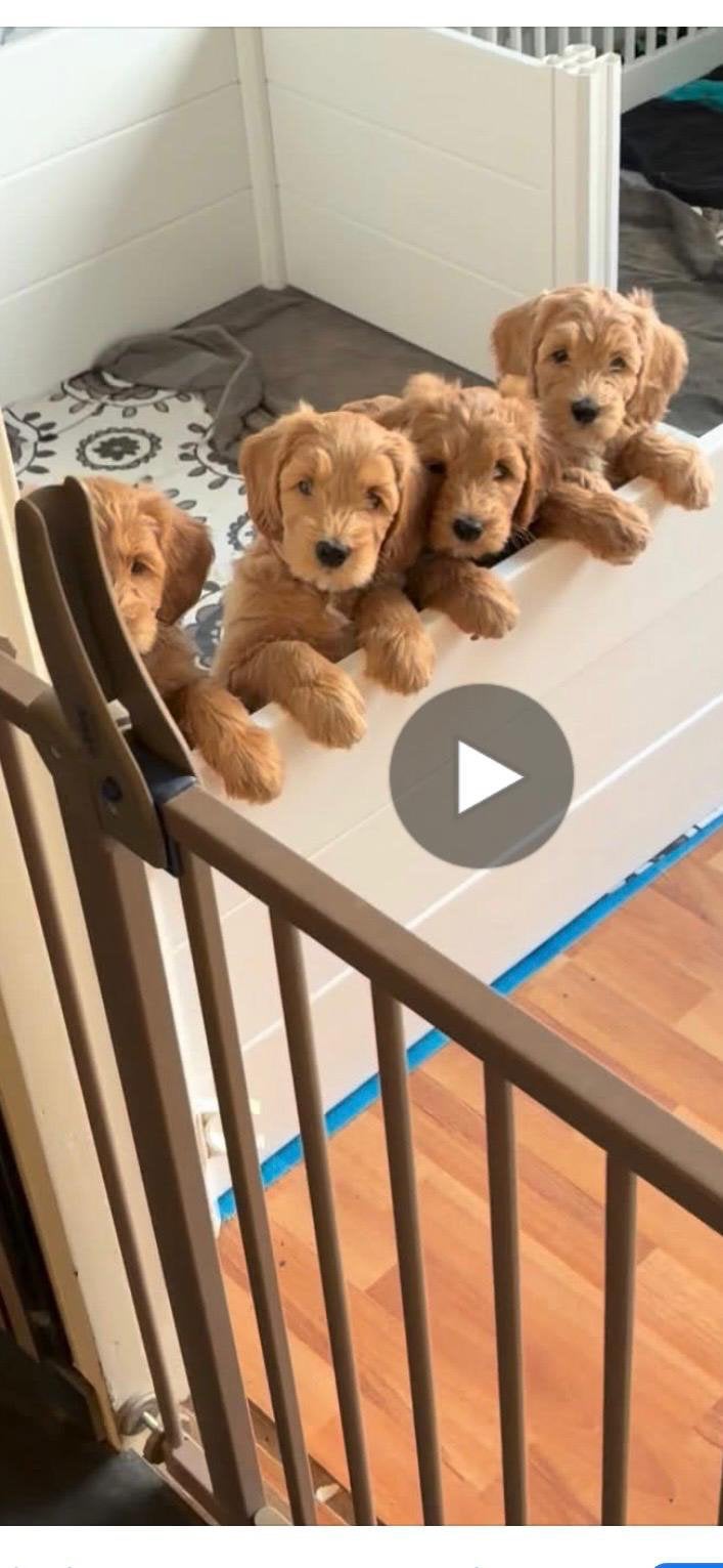 100 0/0 zuivere Australian Labradoodles, Dieren en Toebehoren, Parvo, Overige rassen, 8 tot 15 weken, Meerdere