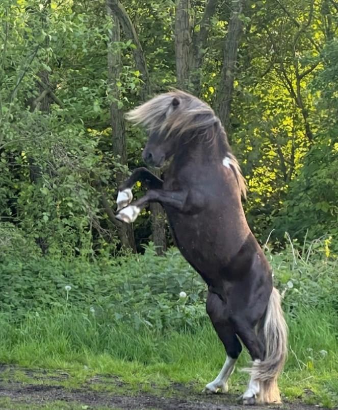 Silver dapple pinto nmprs ter dekking aangeboden!!, Dieren en Toebehoren, Hengst