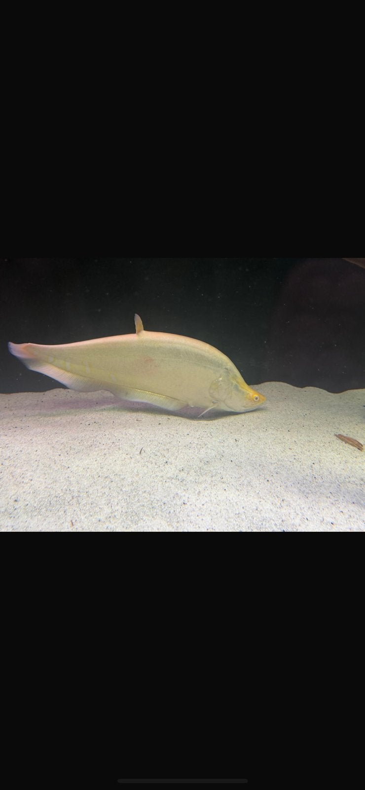 Albino mesvis, Vis, Zoetwatervis