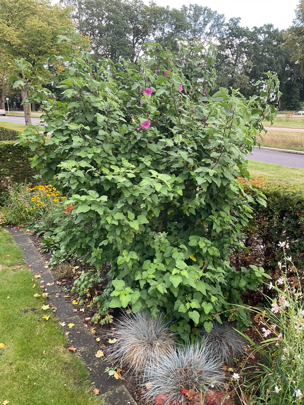 Grote Lavatera olbia rosea, Ophalen, Overige soorten, Struik, 100 tot 250 cm