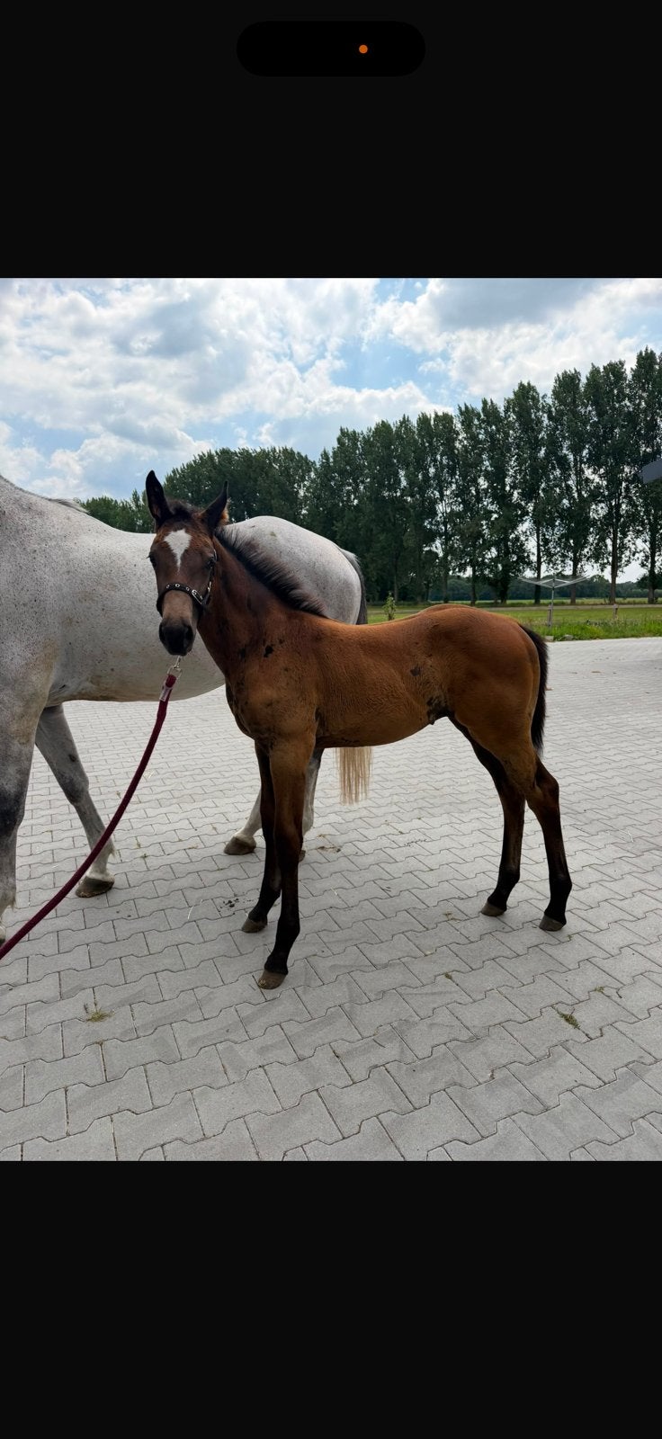 Merrie springveulen Drummer x Dalas x Vingino, Dieren en Toebehoren, Paarden, Merrie, Minder dan 160 cm, Dressuurpaard, 0 tot 2 jaar