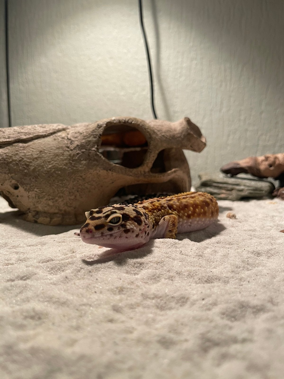 1.0 Luipaardgekko