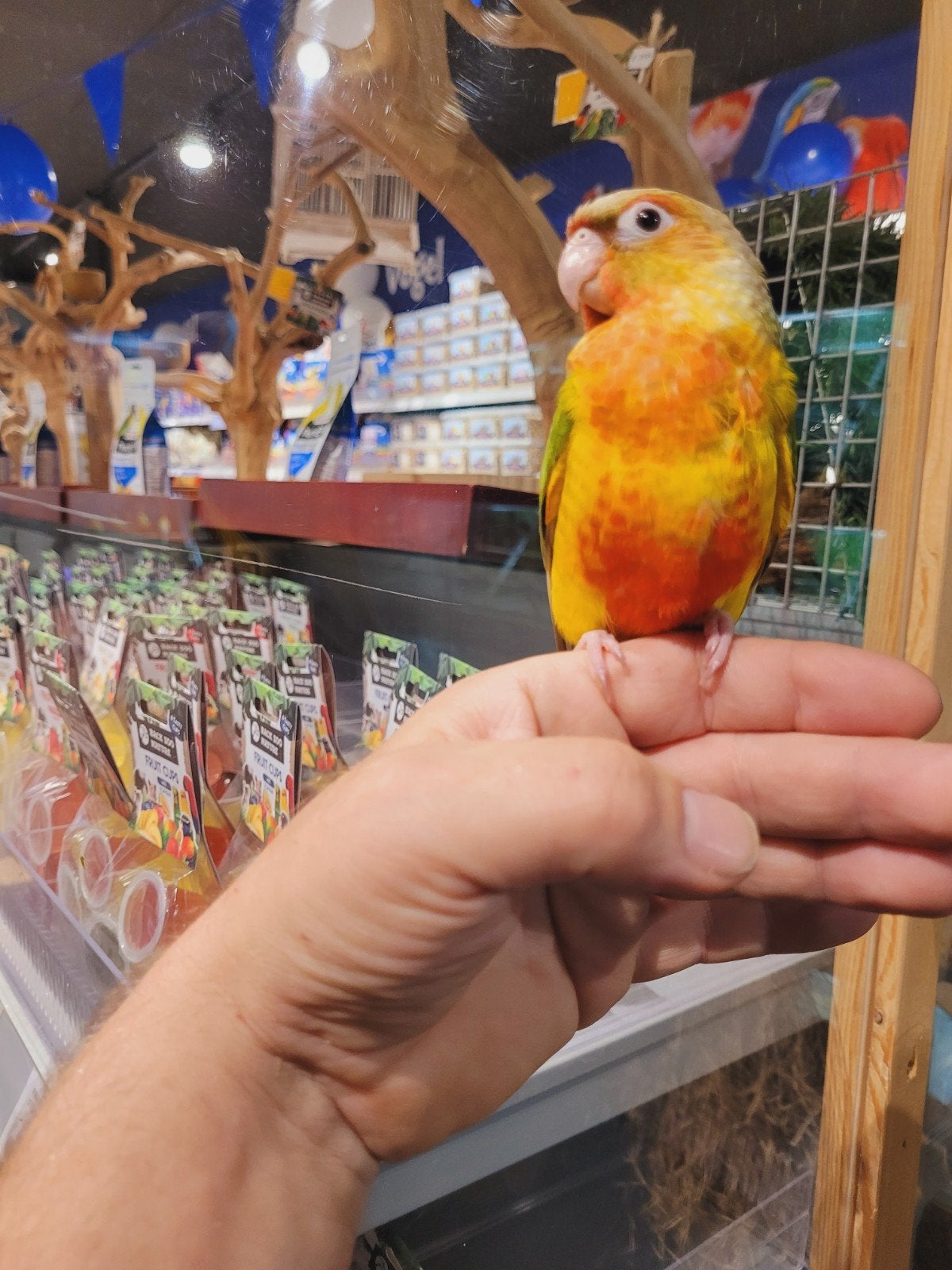 Pyrrhuras super lief en super tam met dna, Dieren en Toebehoren, Meerdere dieren, Papegaai, Tam