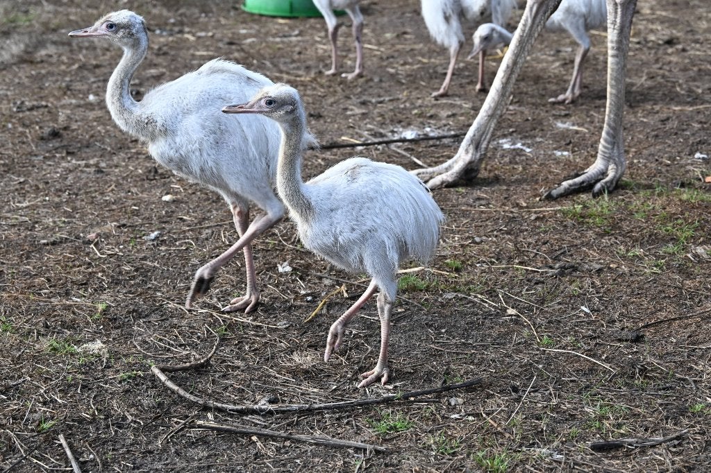 mooie witte nandoe kuikens natuurbroed nandoes, Dieren en Toebehoren, Meerdere dieren, Overige soorten