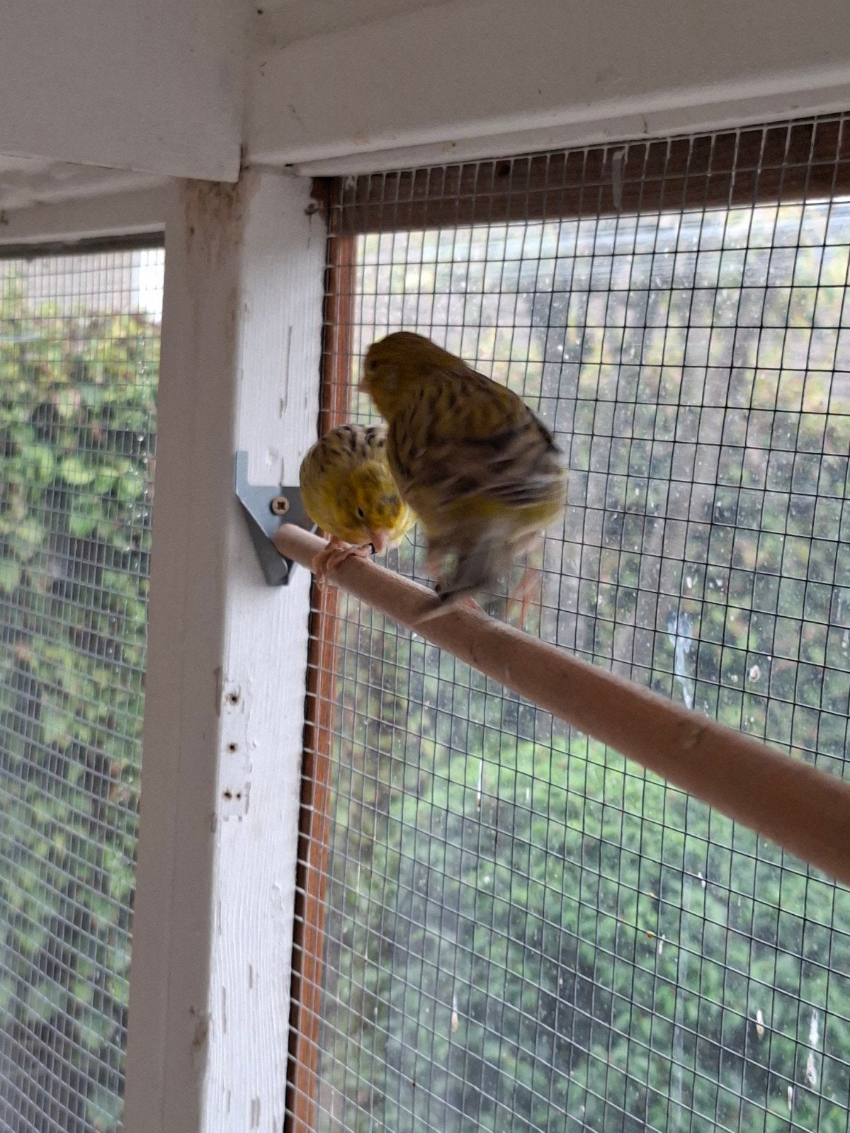 koppel groene kanarie, Dieren en Toebehoren, Vogels | Kanaries, Meerdere dieren, Kleurkanarie