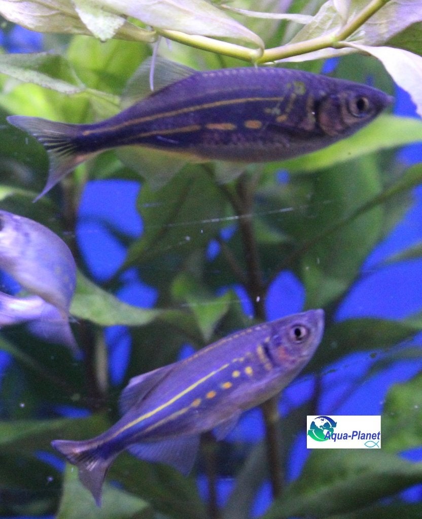 Reuze Danio, Dieren en Toebehoren, Vis, Zoetwatervis, Schoolvis