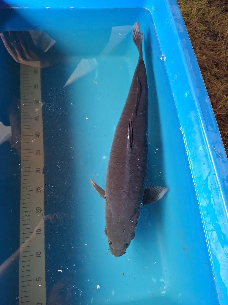 mooie koi karper, Karper of Koi