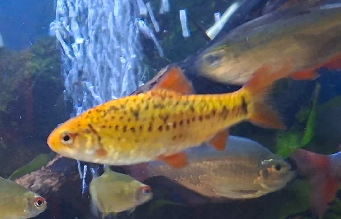 aquariumvissen, Vis