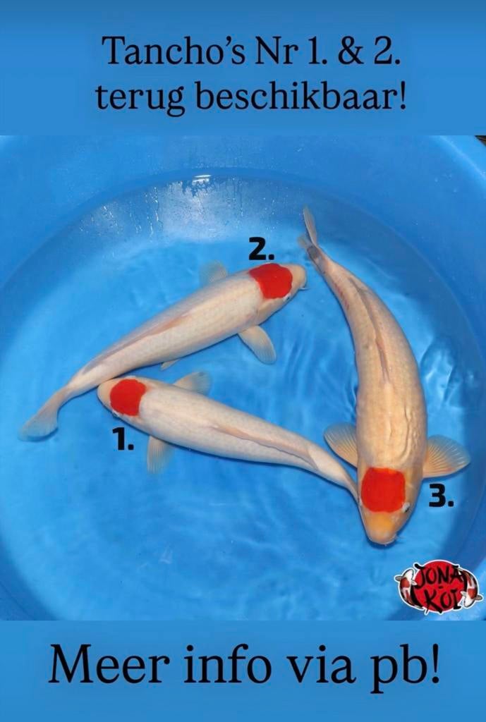 Tancho van Hoshikin, Karper of Koi