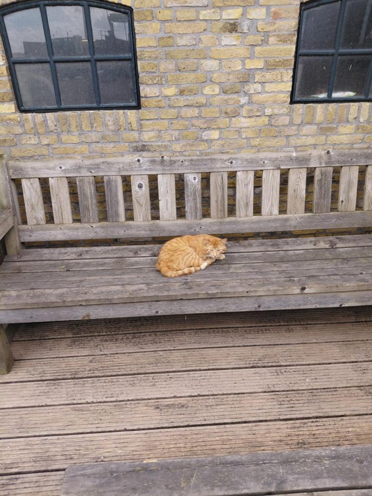 Mooie rode kater