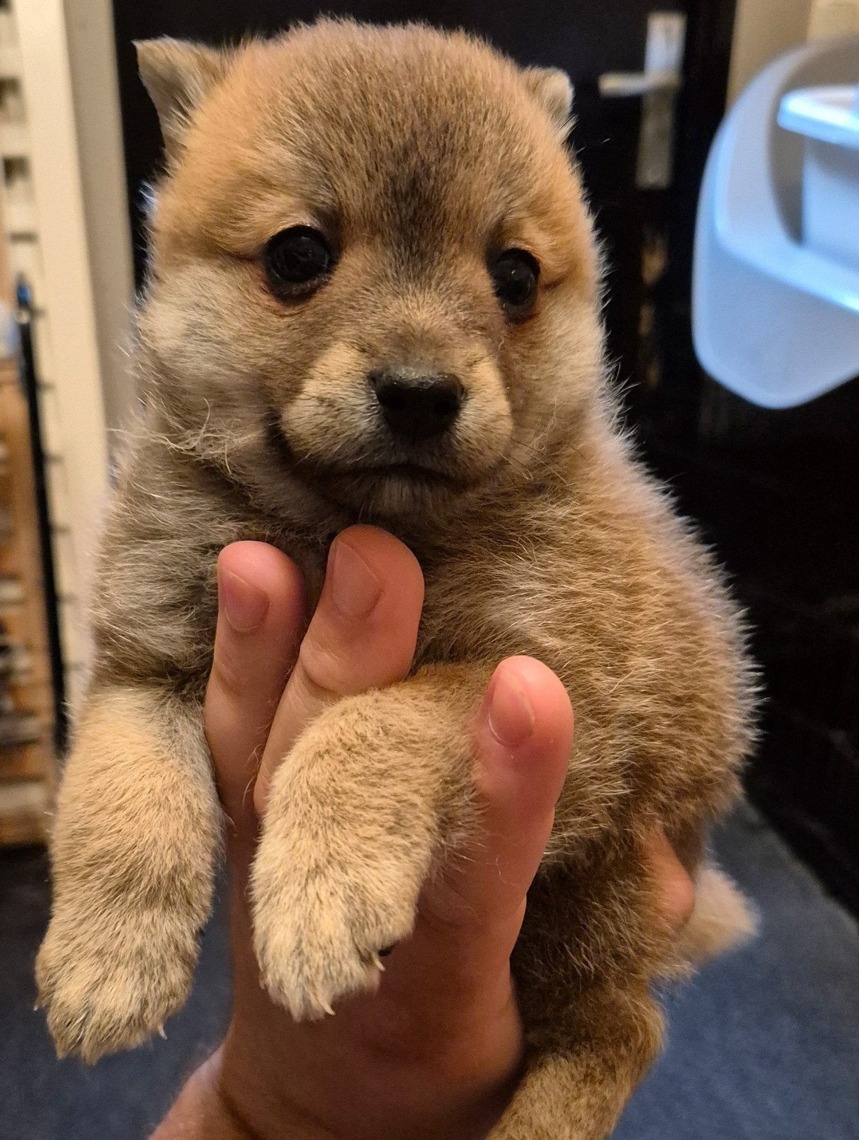 Lieve Shiba Inu x Duitse Spitz pup te koop, Reu, 8 tot 15 weken, Poolhond, Eén hond