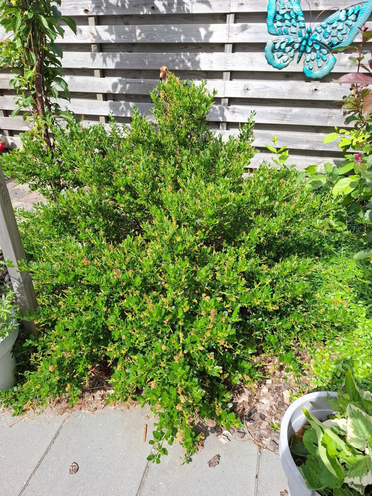Gratis mooie Amerikaanse sering, Tuin en Terras, Ophalen, Overige soorten, 100 tot 250 cm