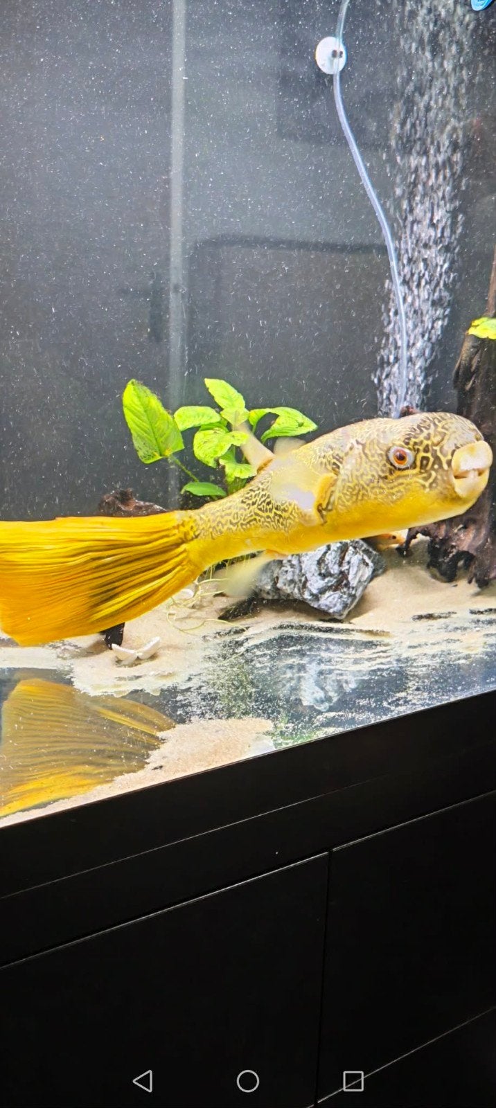 Aquatlantis aquarium 800l with Tetraodon MBU+ hypermax 4500, Vis