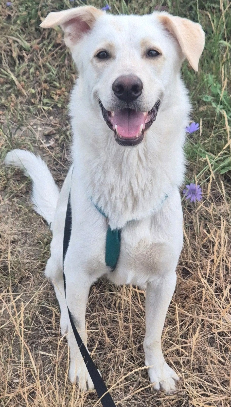 Knappe vrolijke  witte herder kruising, Dieren en Toebehoren, Honden | Niet-rashonden, Parvo, Particulier, Reu, 1 tot 2 jaar