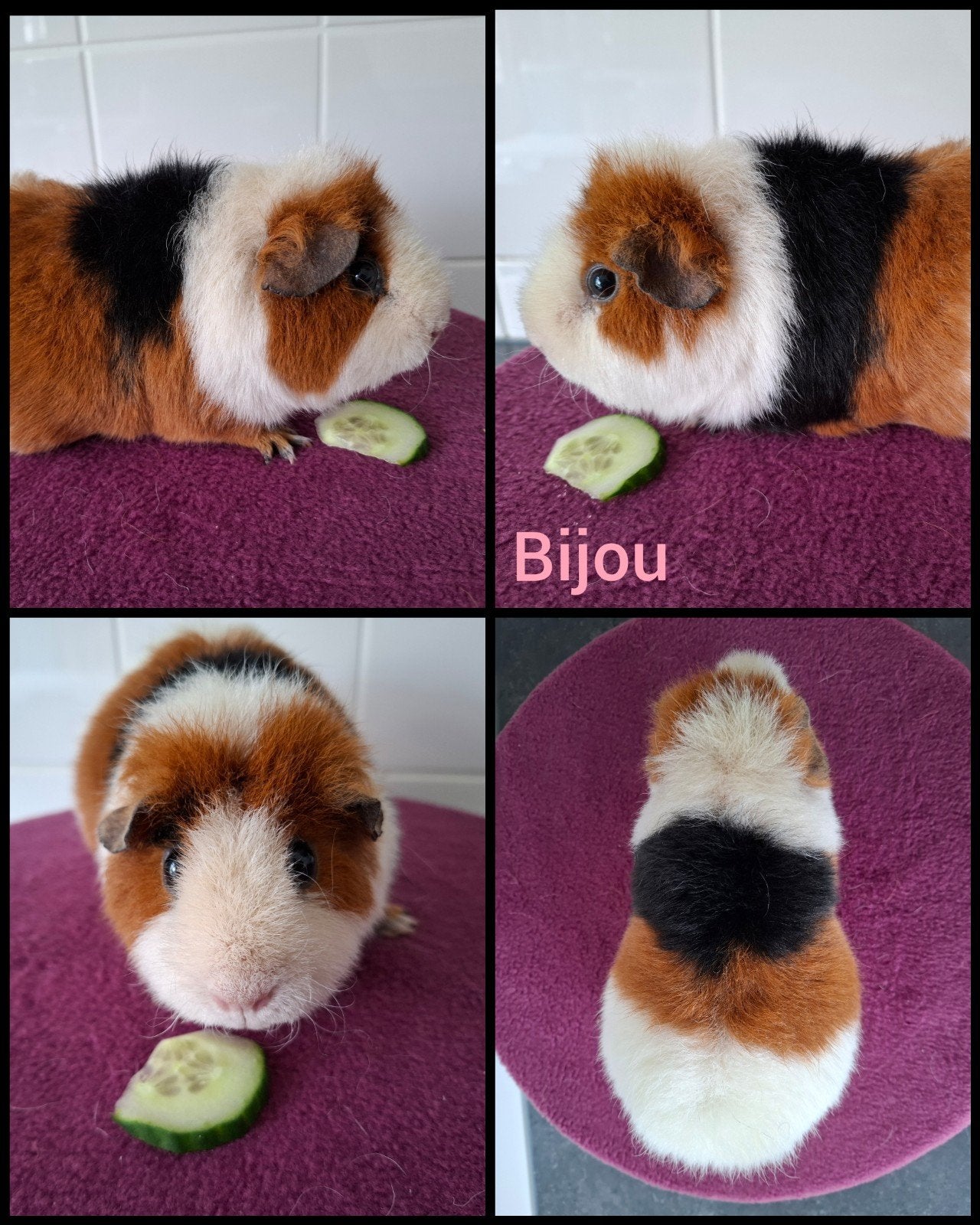 US teddy zeugje zwart rood wit, Dieren en Toebehoren, Juni, Vrouwelijk, Cavia