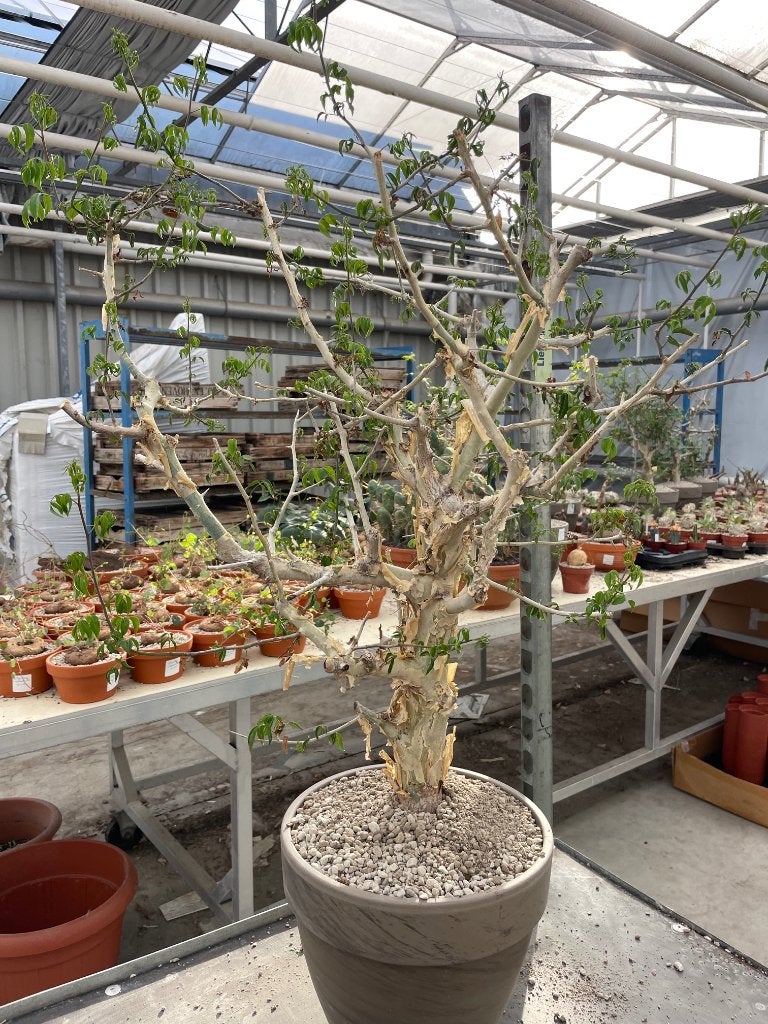 Caudex Commiphora Kataf var Turkanensis Tanzania, 100 tot 150 cm, Overige soorten, Ophalen of Verzenden, In pot