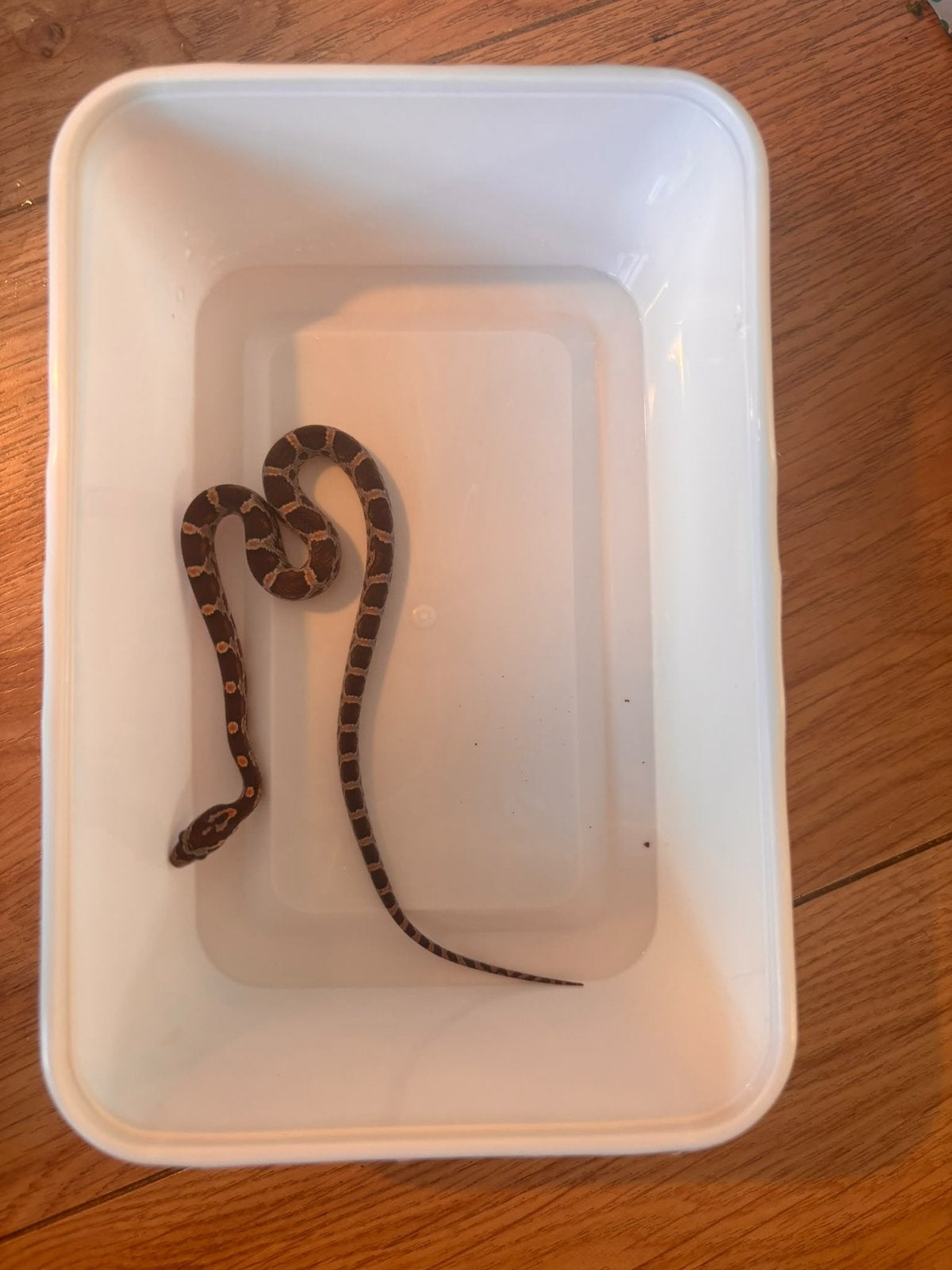 Jonge rattenslangen te koop. Mogen  al verhuizen Rat Snake photo 3