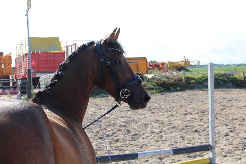 4 jarige D pony merrie en 4 jarige bonte E pony, Dieren en Toebehoren, Pony's, Merrie, Met stamboom, Springpony, Zadelmak