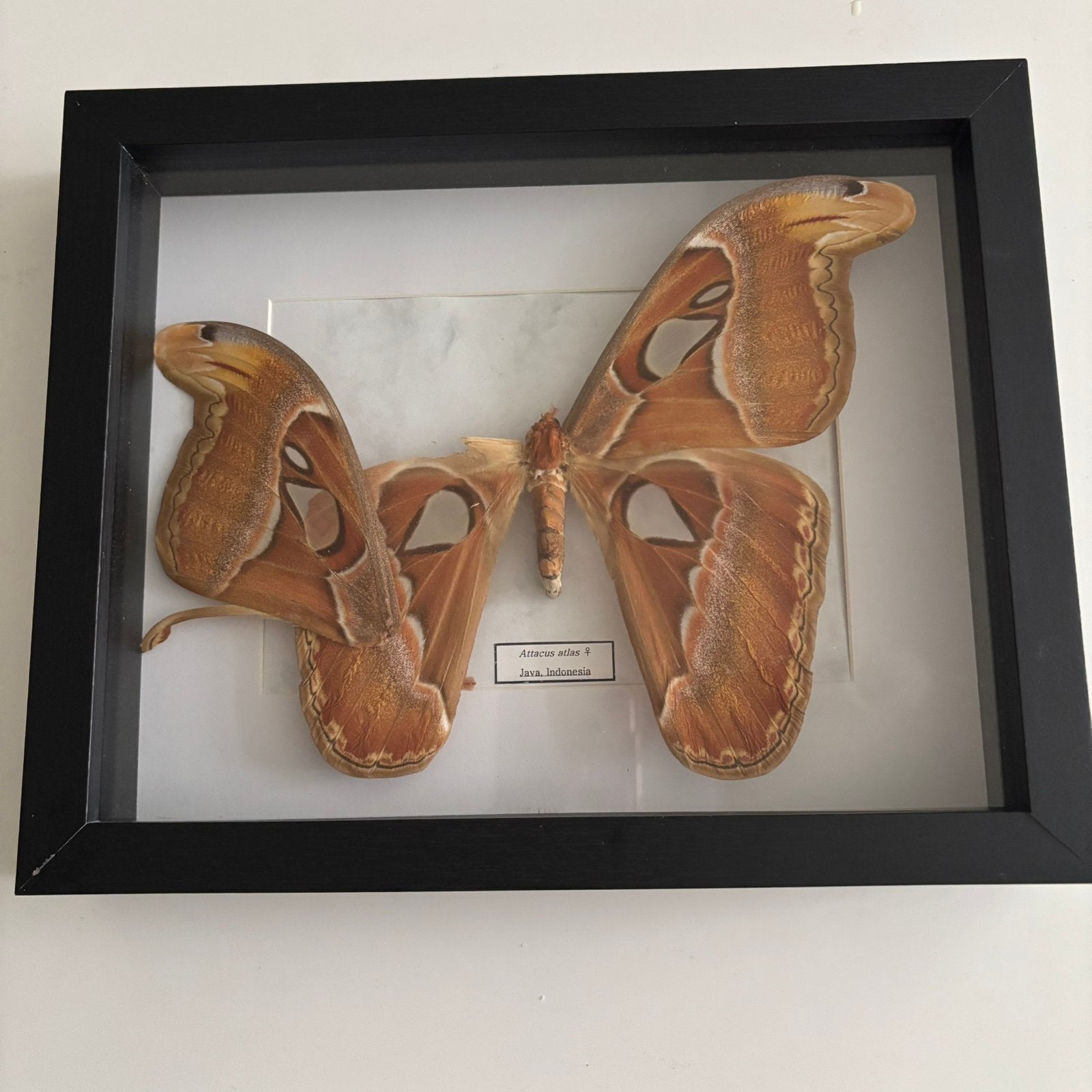 Atlas moth (framed), Huis en Inrichting, Ophalen, Gebruikt, 27 cm, 22 cm