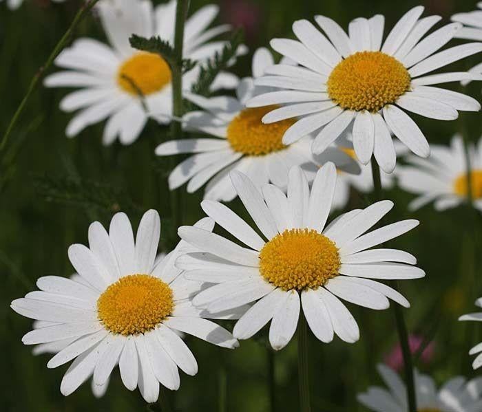 Grote Margrieten, jonge planten, Tuin en Terras, Planten | Tuinplanten, Ophalen, Overige soorten, Volle zon