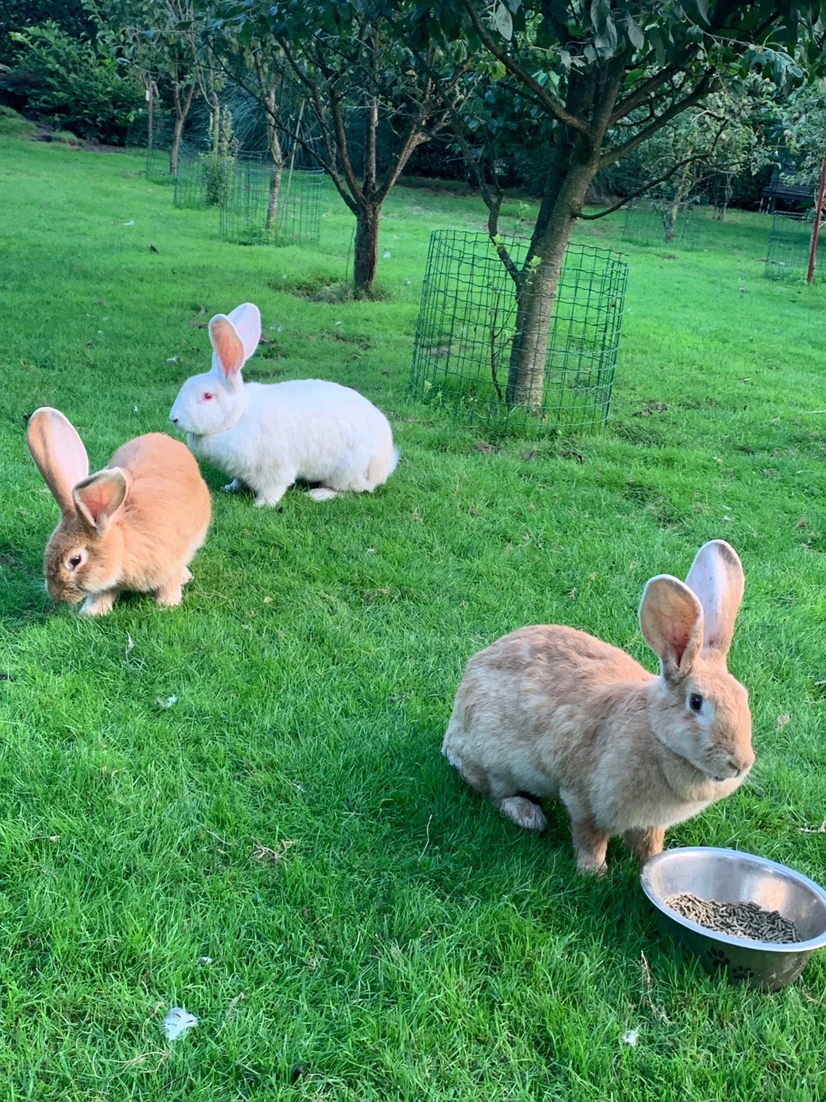 Mooie vlaamse reuzen, Dieren en Toebehoren, Meerdere dieren, Groot