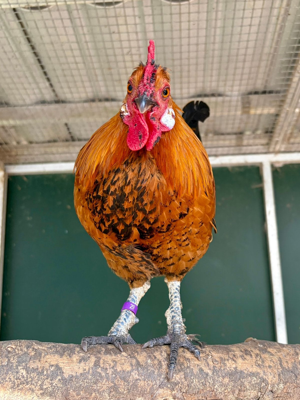 Jimi, leuke krielhaan, Dieren en Toebehoren, Pluimvee, Kip, Mannelijk