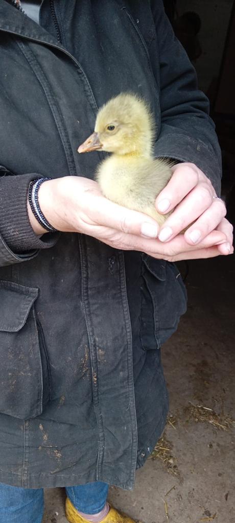 Ganzen kuikens, Dieren en Toebehoren, Pluimvee, Meerdere dieren, Gans of Zwaan