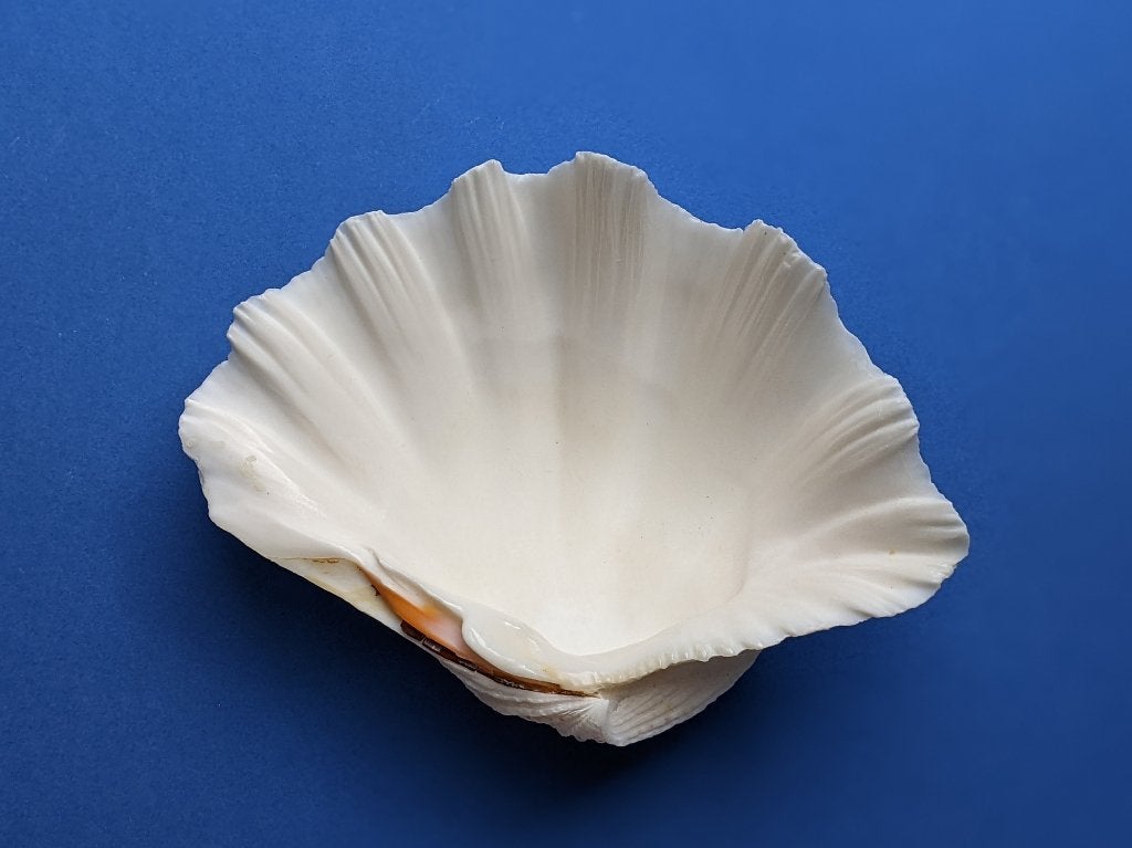 Doopvontschelp Groot en Mooi, Verzamelen, Mineralen en Fossielen, Ophalen of Verzenden, Schelp(en)