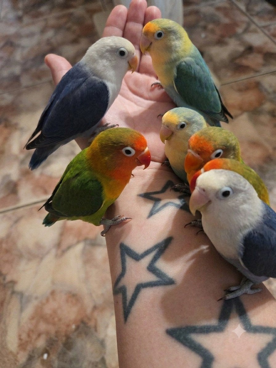 baby dwergpapegaai agapornis fisheri, Geslacht onbekend, Dwergpapegaai of Agapornis