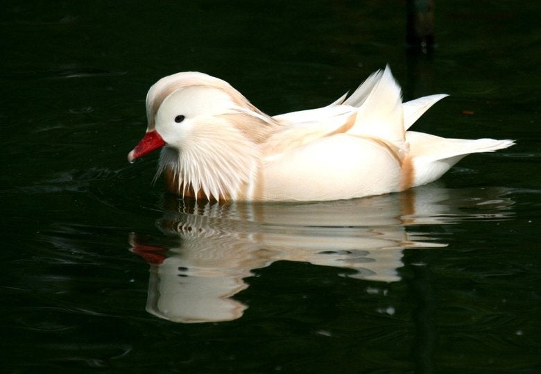 Siereenden, Meerdere dieren, Eend