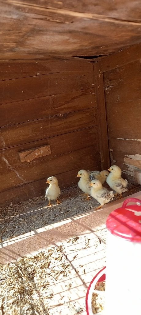 Te koop kuikens Serama Ayam Maleis geb 22-7, Geslacht onbekend, Kip