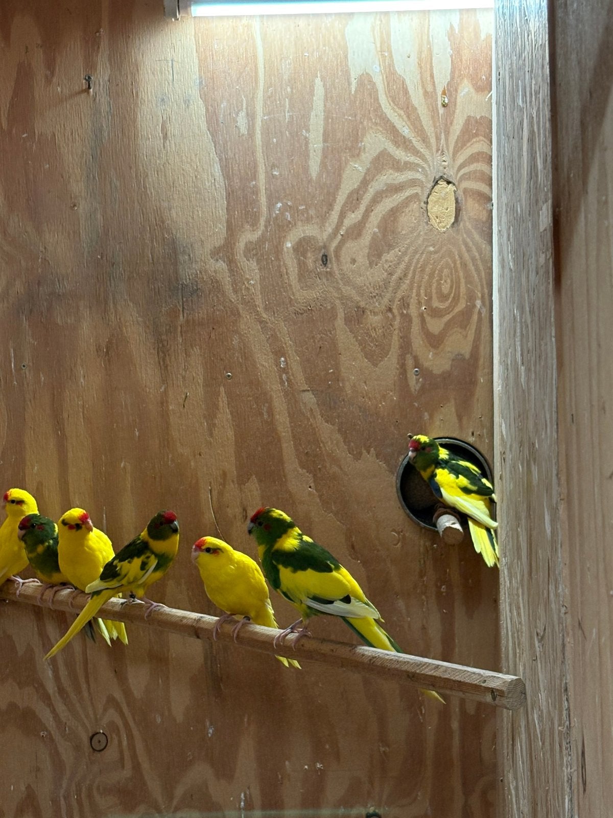 Kakariki vanaf 7weken en broedrijpe pr in overleg, Meerdere dieren