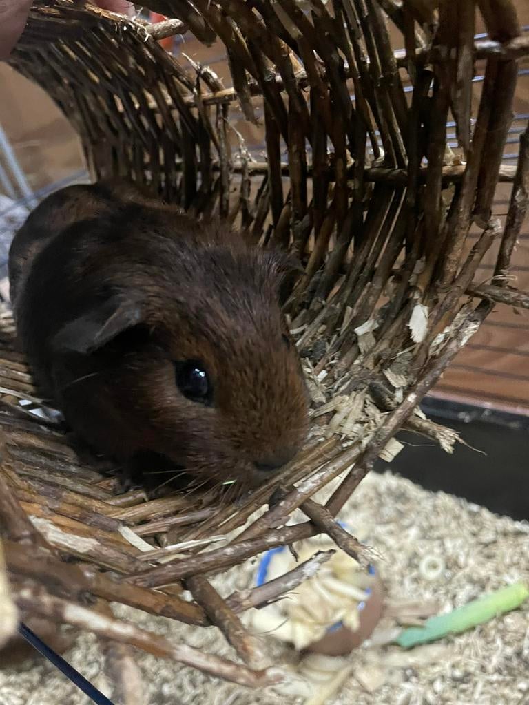 4 mooie rode/oranje cavia’s, Cavia, Januari, Meerdere dieren, Tam