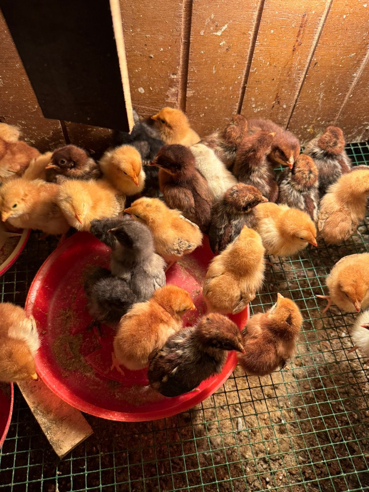 Verschillende kuikens ( kunnen onder een broedse kip), Dieren en Toebehoren, Geslacht onbekend, Kip