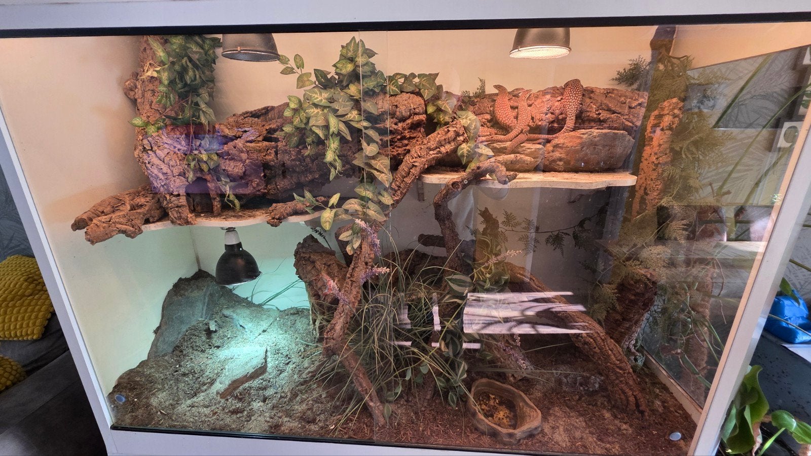 Varanus Acanthurus  5x inclusief Terrarium Monitor Lizard photo 14
