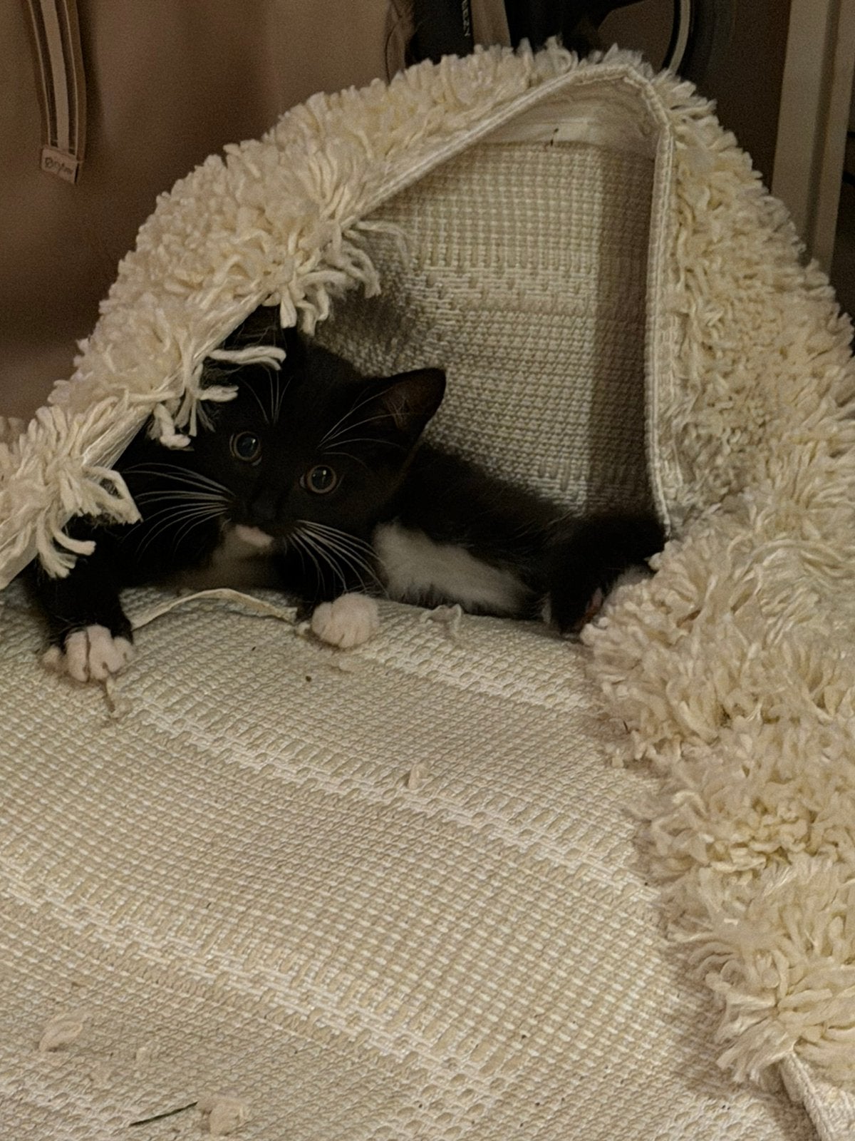 Ragdoll kruising , nog 1 zwarte poes beschikbaar, Meerdere dieren