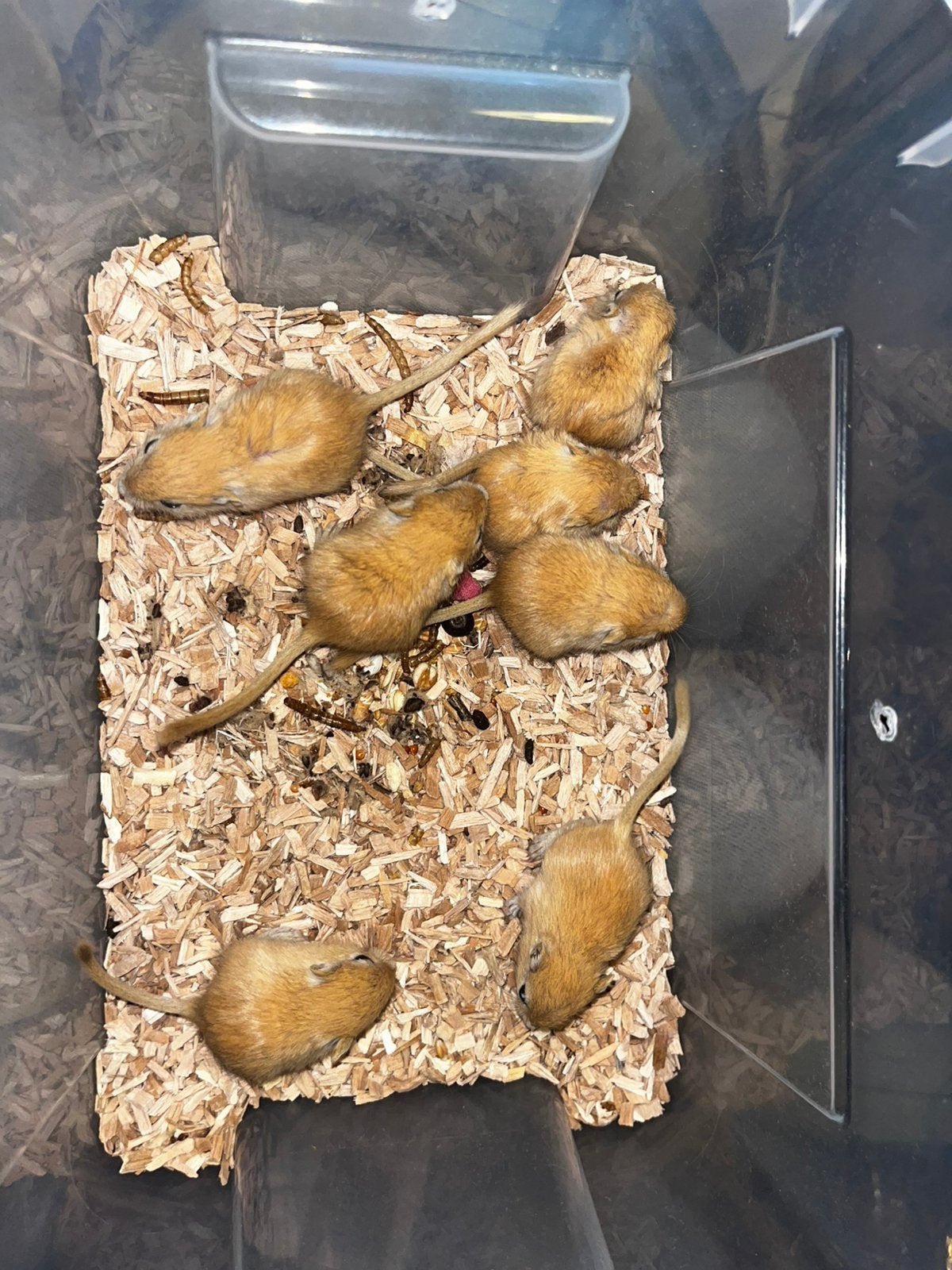 Binnenkort beschikbaar jonge gerbils, Juli, Meerdere dieren, Overige typen, Tam