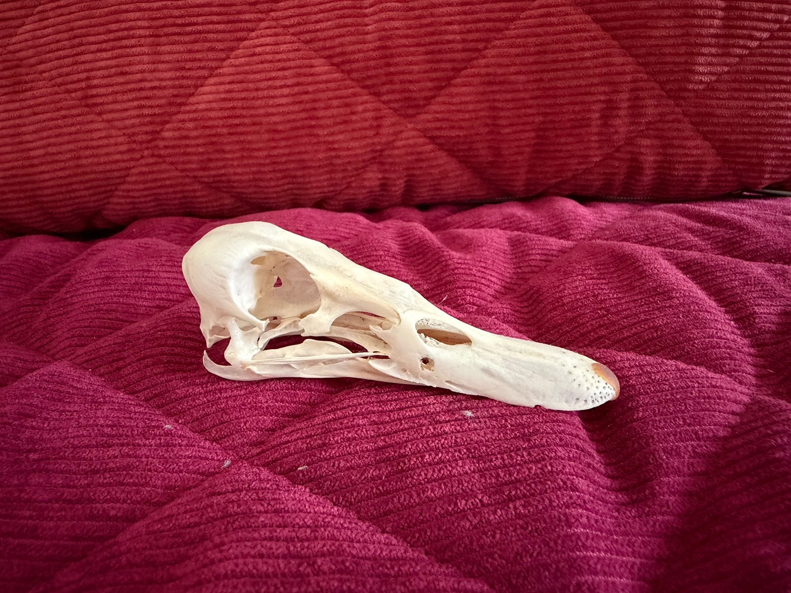 Schedel Wilde Eend, Ophalen of Verzenden, Zo goed als nieuw, Vogel, Schedel