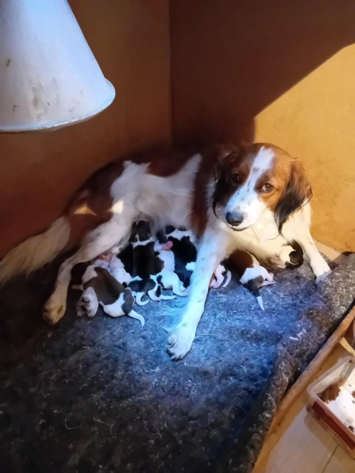 Prachtige kooiker pups, Parvo, Overige rassen, 8 tot 15 weken, Meerdere