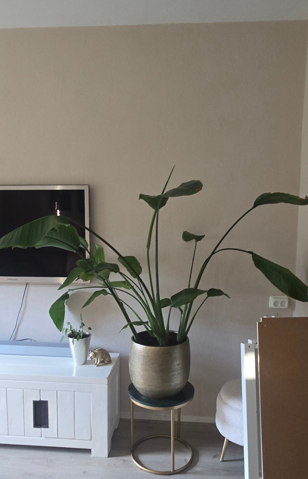 Strelitzia Nicolai plant met gouden pot, 40 cm of meer, Rond, Binnen, Ophalen of Verzenden