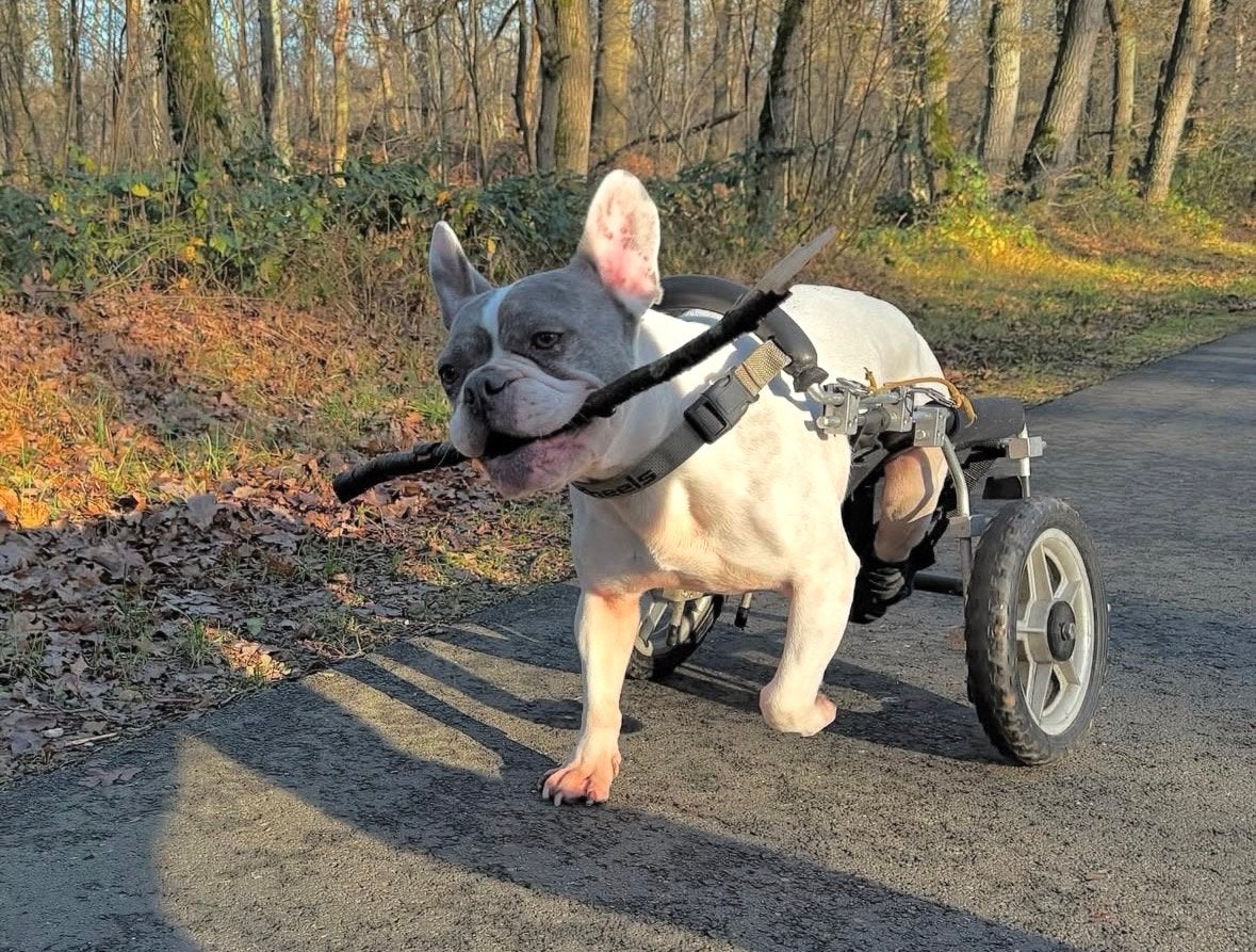 Drie goede loopkarren voor hond met loopbeperking, Ophalen, Gebruikt